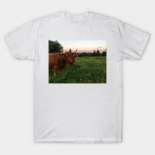 Scottish Highland Cattle Cow 2421 T-Shirt